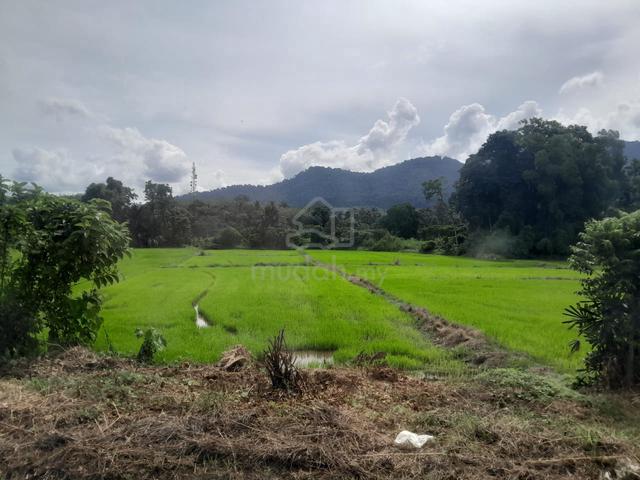 Tanah bendang untuk di jual. 1