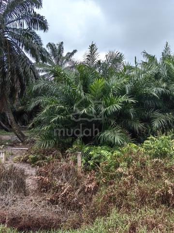 Industrial Land for Sale @ Sg Rambai, Telok Panglima Garang, Banting 3
