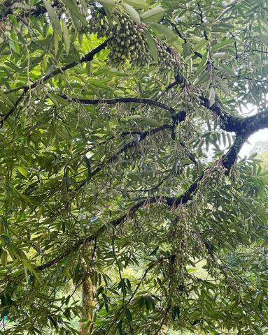 Nice durian farm in jelebu titi for sale 1