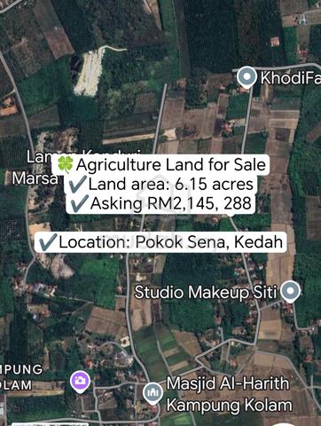 Facing road Agriculture Land Pokok Sena For Sale 1