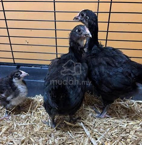 anak black australorp chicken - photo 6 of 6