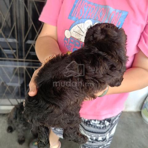 puppy poddle  - photo 3 of 4