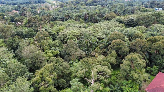 Tanah Pertanian 2 Ekar, Lokasi Strategik, Salak Tinggi, Labu Sepang 5