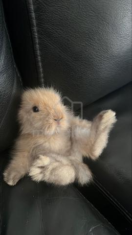baby rabbit 2 weeks old(lion head mix holland lop) - photo 5 of 6
