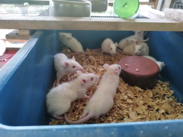 Lab rat - Pets for sale in Penampang, Sabah