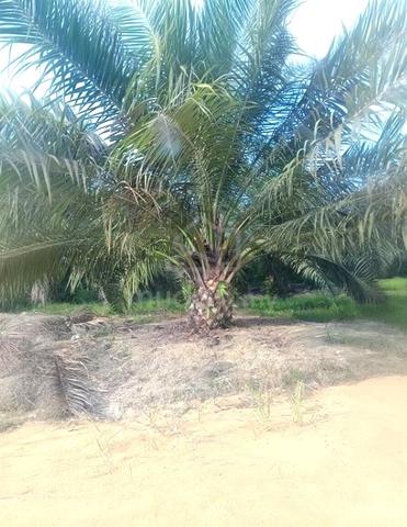 Pahang Ulu Kuantan Sungai Lembing 1728 acre Planted Palm Oil Land SALE 1