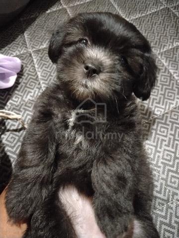 Shih Tzu 1 month old female puppy - photo 3 of 4