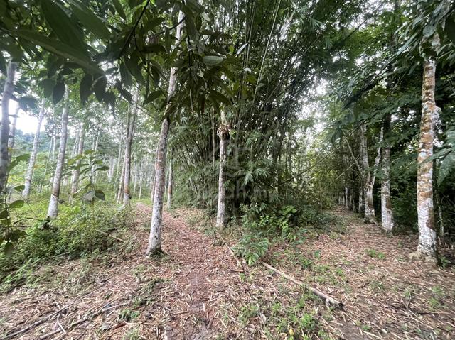“Tanah Pertanian 3.5 Relung di Sik, Kedah – Untuk Dijual” 1
