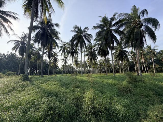 Tanah beserta hasil pokok kelapa 1