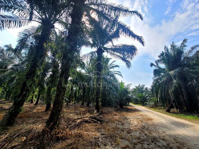 FOR SALE:  TANAH SAWIH 4 EKAR SUNGAI KELAMBU Kuala Langat 5
