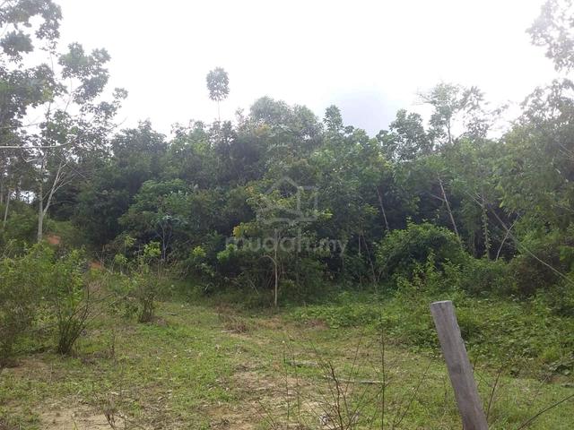 2 ekar tanah pertanian getah 1