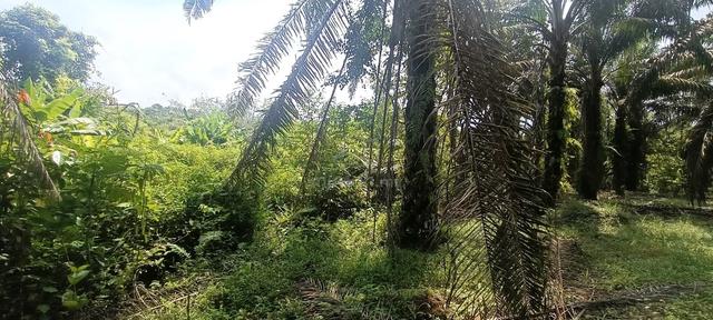 Tanah 2 Ekar Untuk Dijual Di Sungkai 1