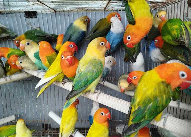 Burung lovebird fischer #nuricinta - photo 3 of 6