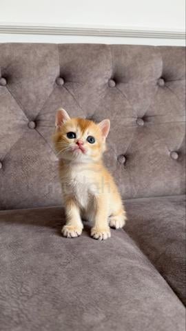NY12 Female baby bsh Golden - photo 2 of 4