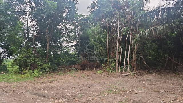 Tanah cantek 1