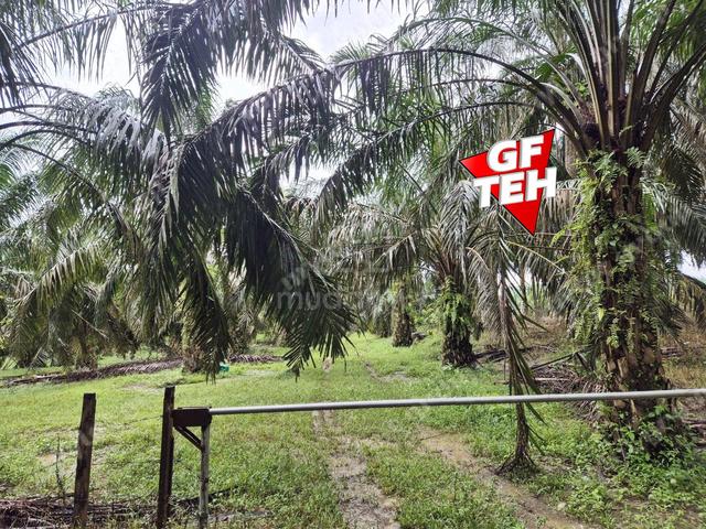 8.03 acre Agricultural Land | 8-12 years Oil palm trees Selama Perak b 1