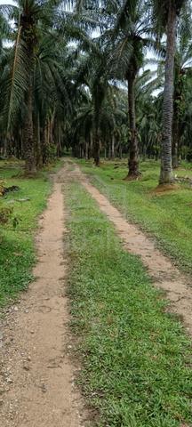Tanah berbukit di Rembau 1