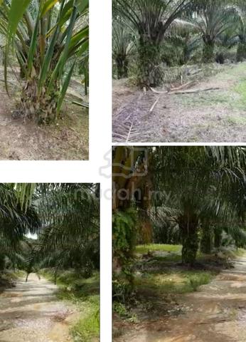 Tanah Sawit 181 Ekar Di Tawar Baling Kedah 3