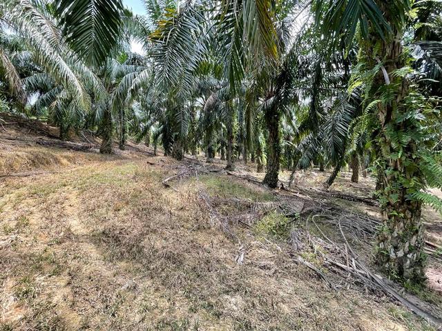 [FREEHOLD][BELOW BANK VALUE] Negeri Sembilan Agriculture Oil Palm Land 2