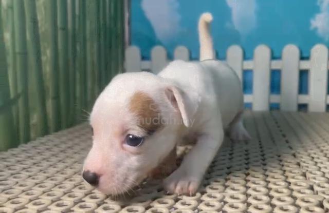 Jack Russell Female Puppy - Pets For Sale In Wangsa Maju, Kuala Lumpur