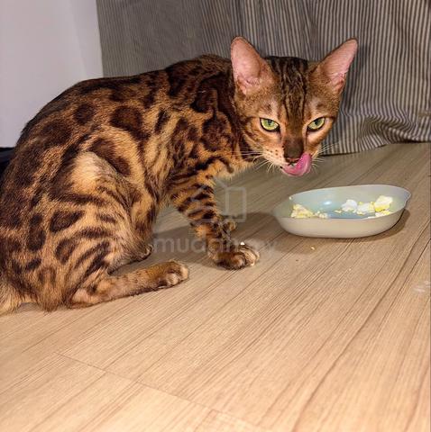 Carousel Image Selected