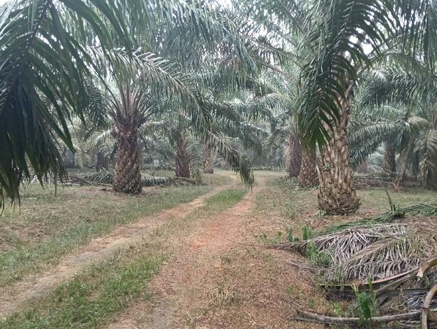 Johor kluang plantation for sale 1