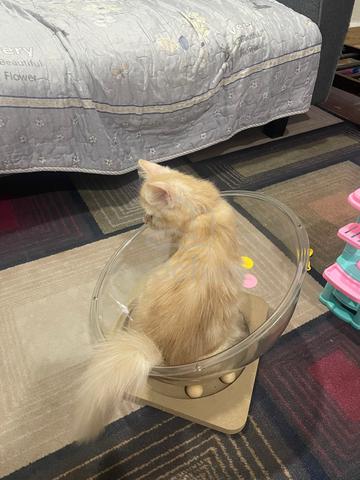 kucing parsi - photo 5 of 6
