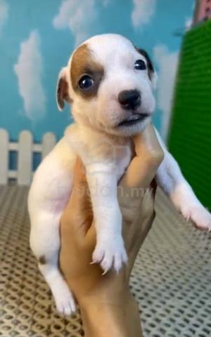 Jack Russell Terrier Male Puppy - Pets for sale in Wangsa Maju, Kuala ...