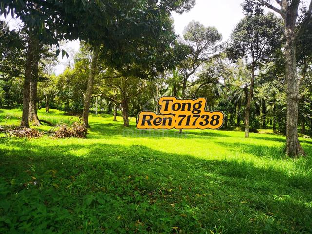 Durian Farm >Baling Kupang Kedah 1
