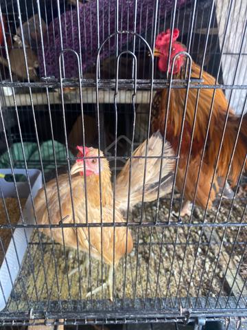 ayam bantam & ayam serama - photo 3 of 3