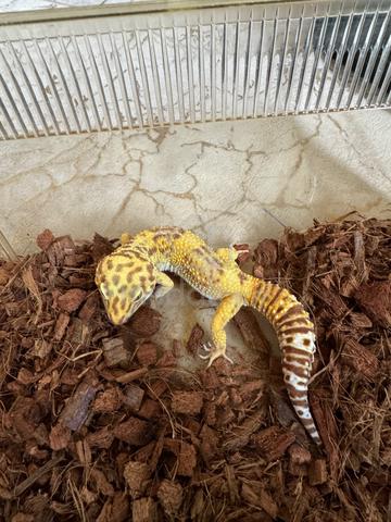 Leopard Gecko - photo 2 of 4
