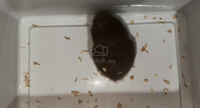 Hamster Syrian Dove Female Big Body - photo 2 of 3
