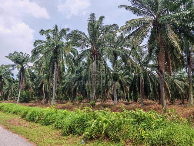 Sri Gading Batu Pahat Freehold Palm Oil Plantation Tanah Kelapa Sawit 1