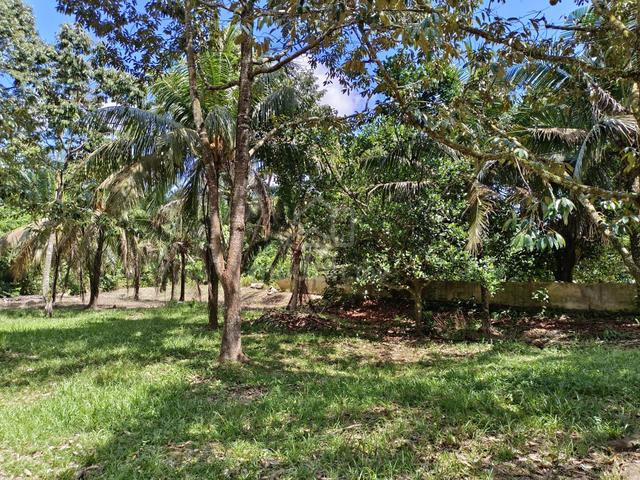 5.6 acre Durian Farm at Jalan Lubok Cina and Linggi, N9 3