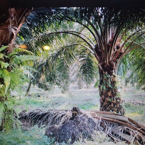 Agriculture land at Kamunting ,Perak 1