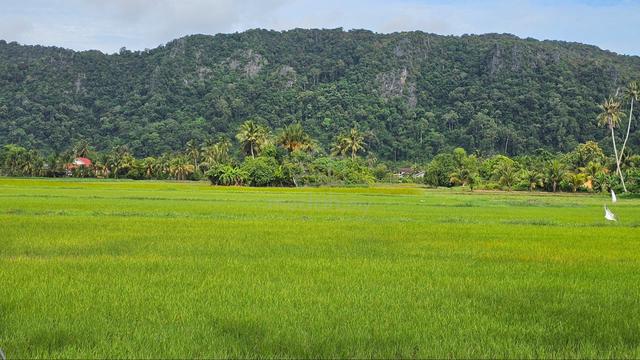 Tanah Wang Ulu (Direct Owner) 1