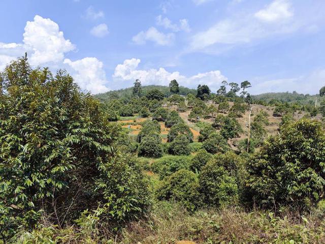 4.275 Acres Freehold Durian Farm Kuala Kangsar 1