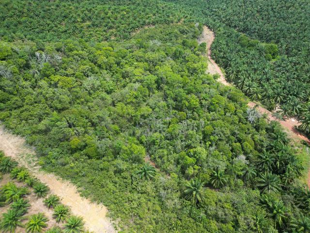Bedong To Bukit Selambau Road ,Agricutrual Land For Sale 1