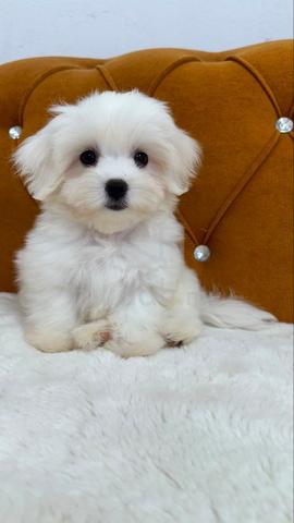 Carousel Image Selected