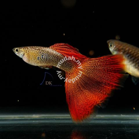 Red Lace (Fine Line) Grade S-Ss Guppy Fish - Pets For Sale In Ayer Itam,  Penang