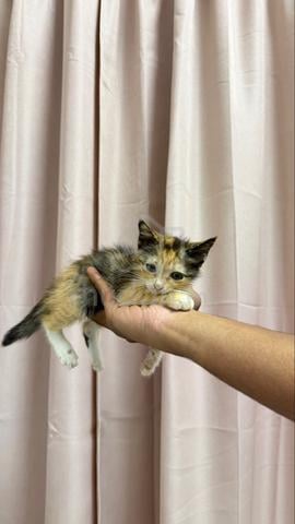 cat for free - photo 2 of 5