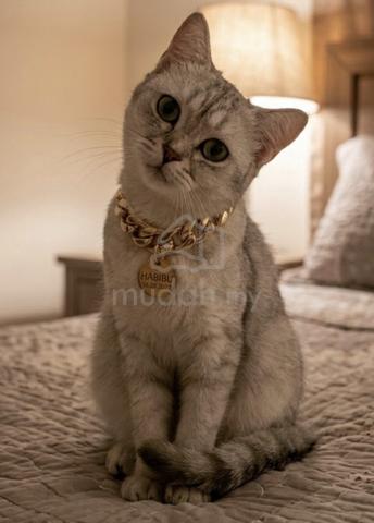Kucing British Shorthair - photo 3 of 6