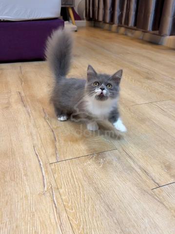 Bicolor Munchkin kitten - photo 6 of 6