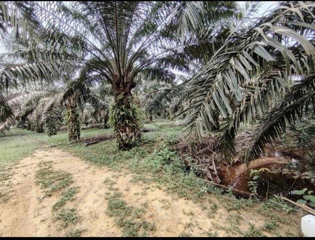 10 Acre land with oil palm 1