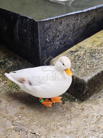 Call Duck - photo 3 of 6
