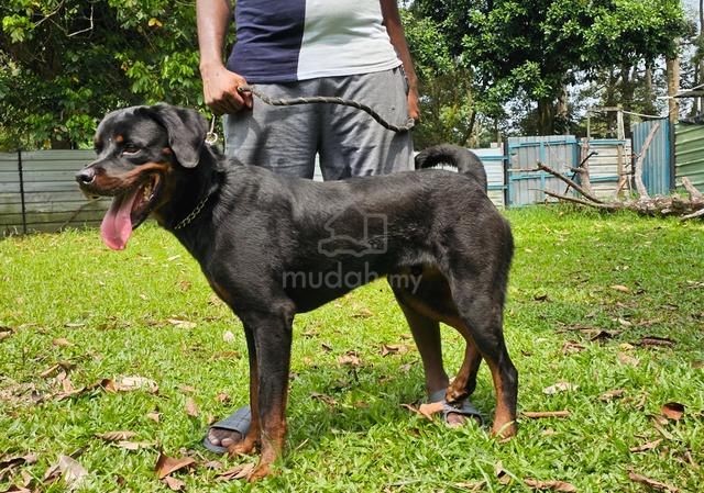 220 Lb Rottweiler Rottweiler - Pets for sale in Labu, Negeri Sembilan