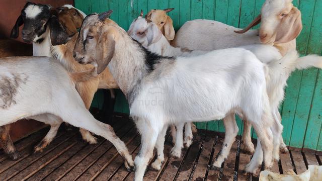 kambing murah - photo 4 of 6