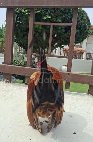 Ayam Serama  - photo 5 of 6