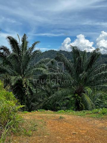 Palm Oil Land CL800 Acres Ulu Membakut KK Sabah 2