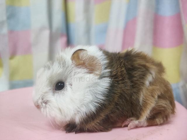 Guinea Pig - photo 6 of 6